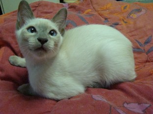 2012_CIDJY_semaine13_gamin_lilac_7.JPG